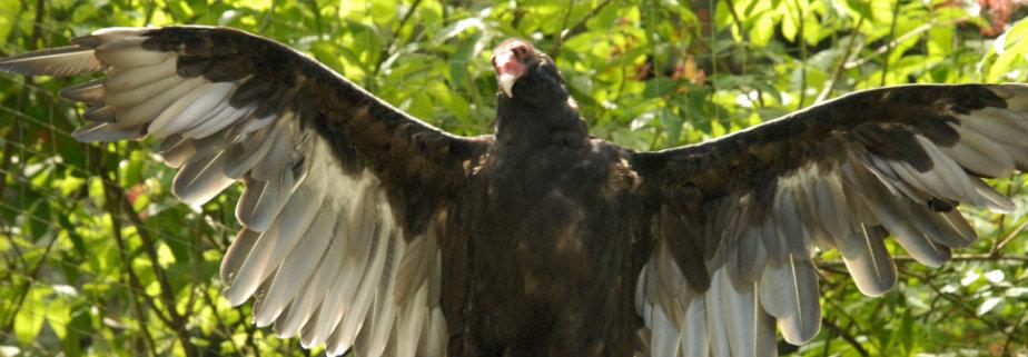 TUVU Cropped for banner